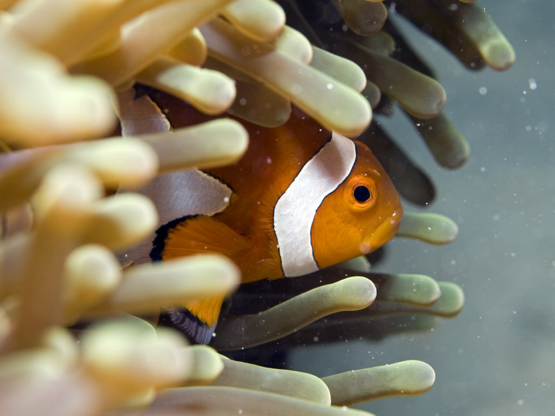 Clown Fish, Mabul, Paradise 1 and 2